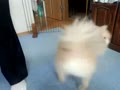 散歩の準備～まるとおばあちゃんの戦い